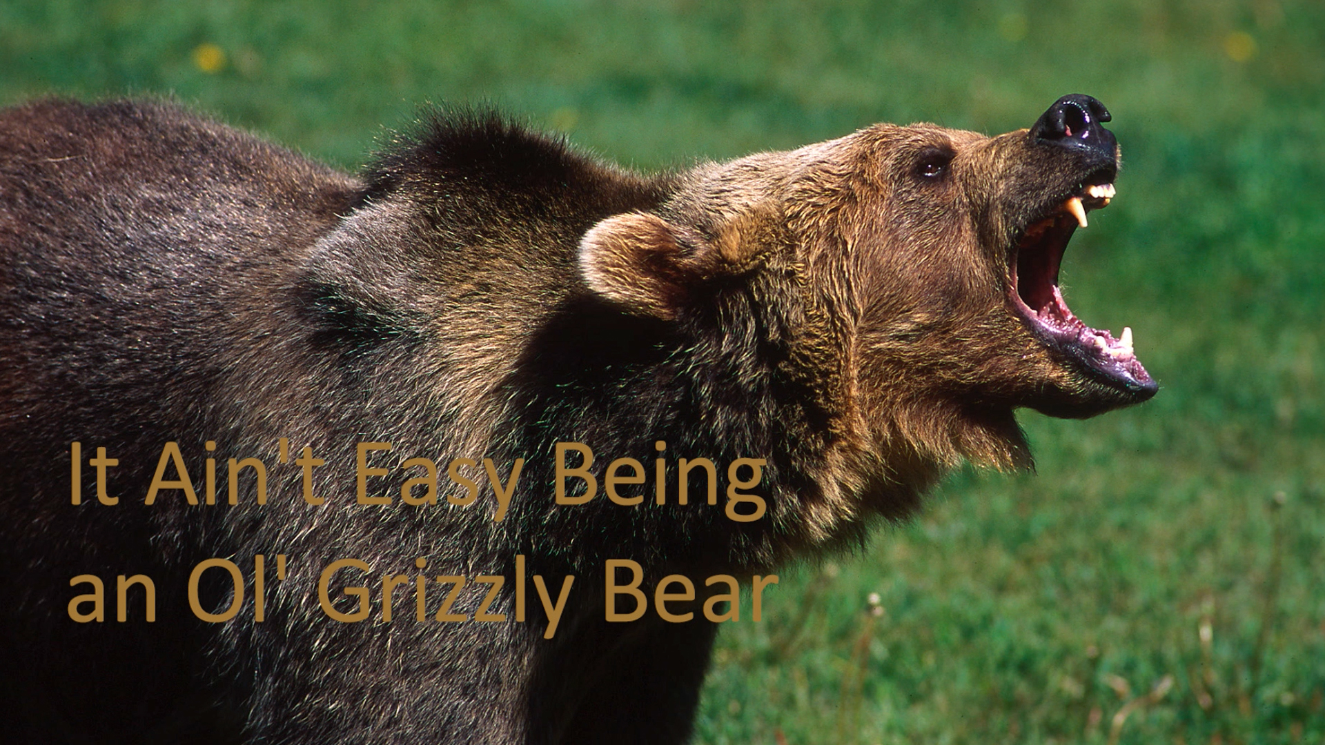 Grizzly Bear