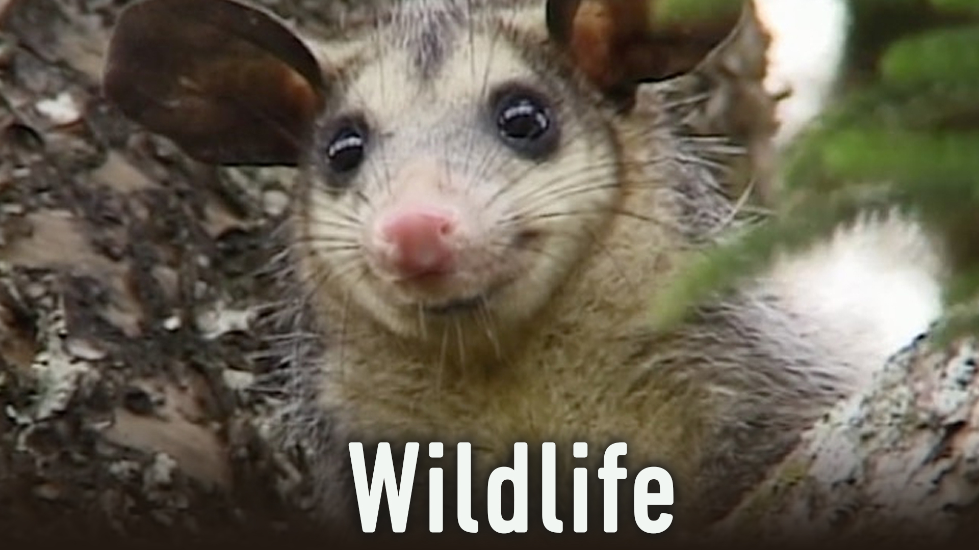 Animals, Birds, Reptiles, Fish, Insects, Plants