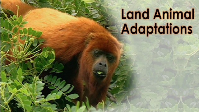 Land Animal Adaptations