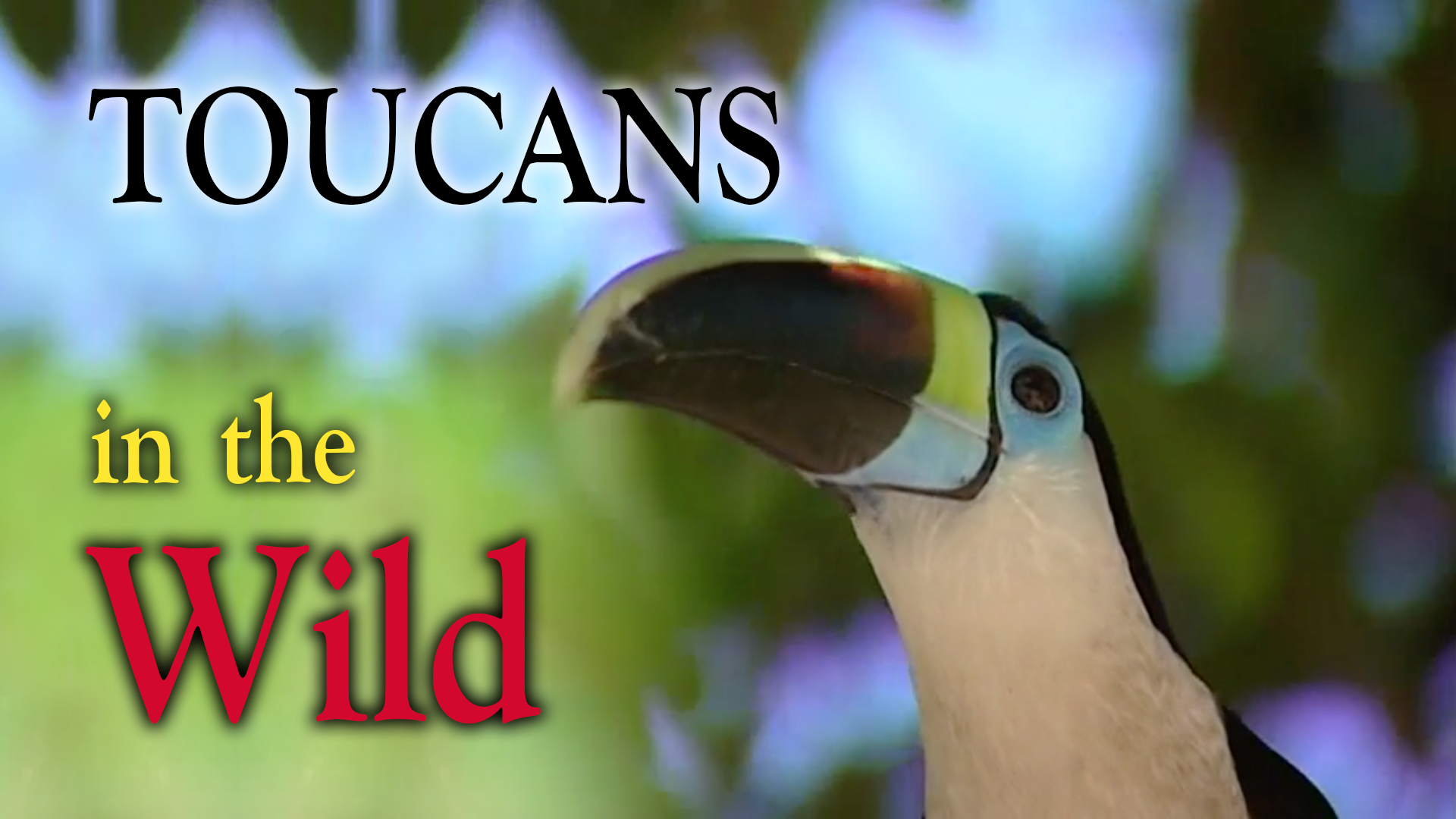 TOUCANS in the Wild
