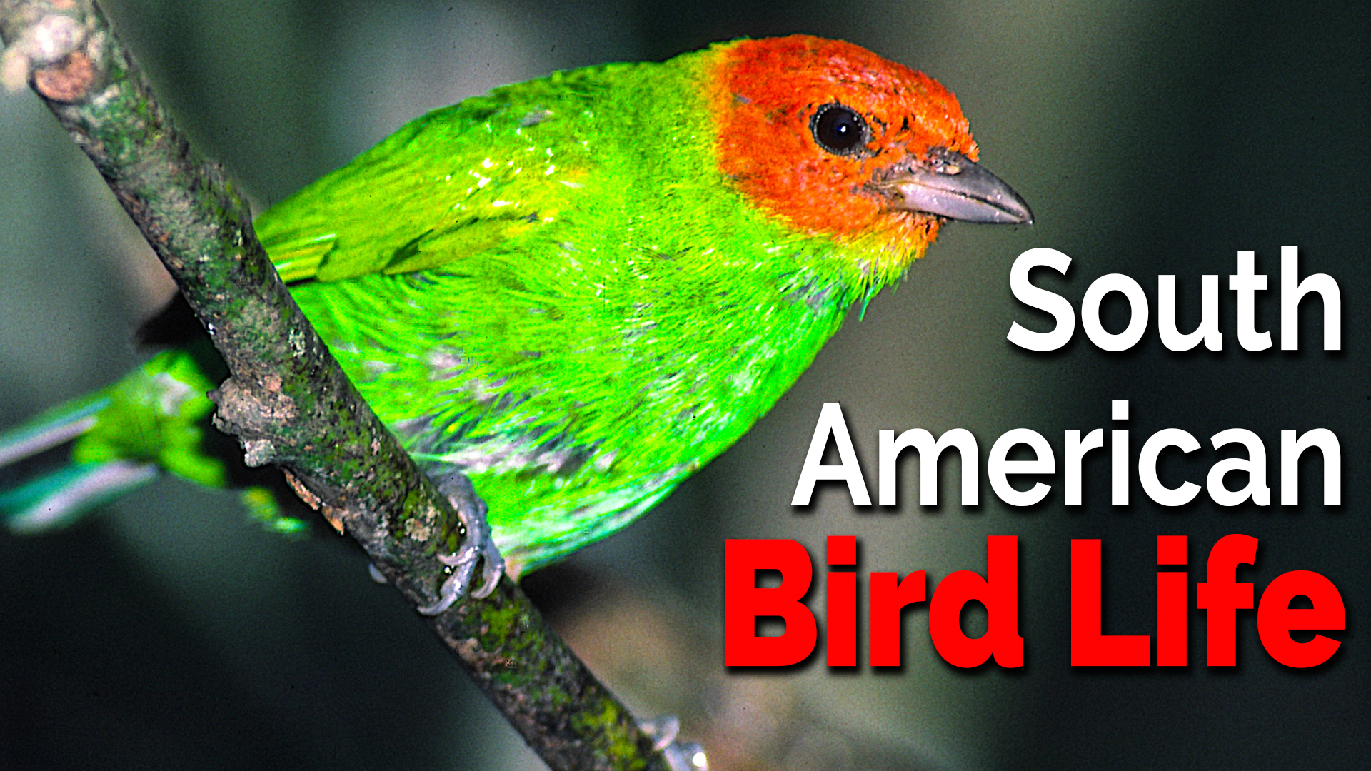 South American Bird Life