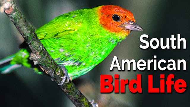 South American Bird Life