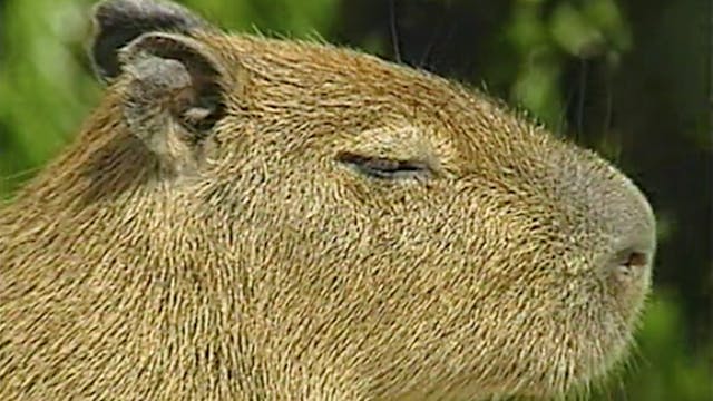 PREVIEW The Capybara, the Giant of the Savannah