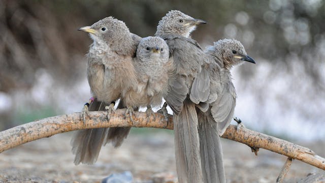 PREVIEW Why Help? The Story of the Babblers