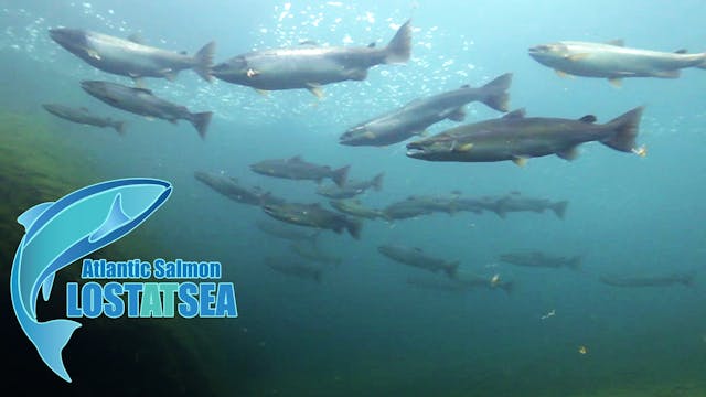Atlantic Salmon - Lost at Sea
