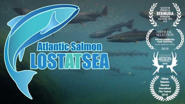 Atlantic Salmon - Lost at Sea