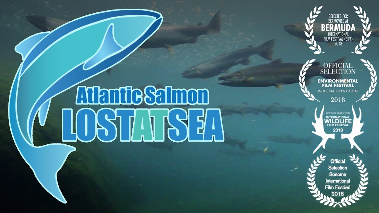 Atlantic Salmon - Lost at Sea