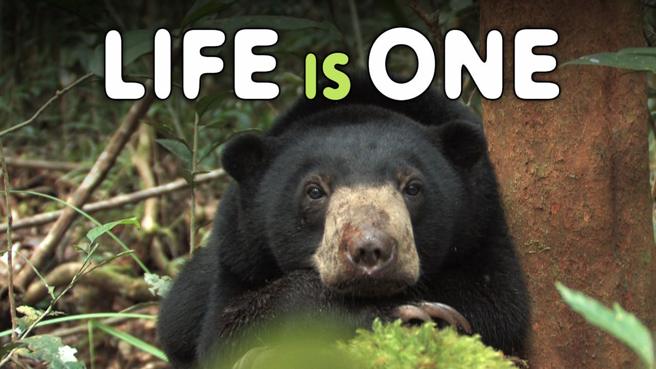 LIFE IS ONE Return to the Wild for 3 Sun Bears