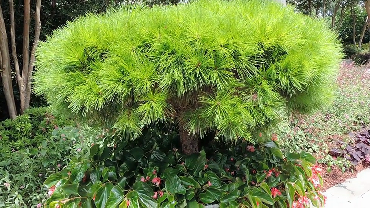 Hymn 5 ~E je Ka Finu Didun