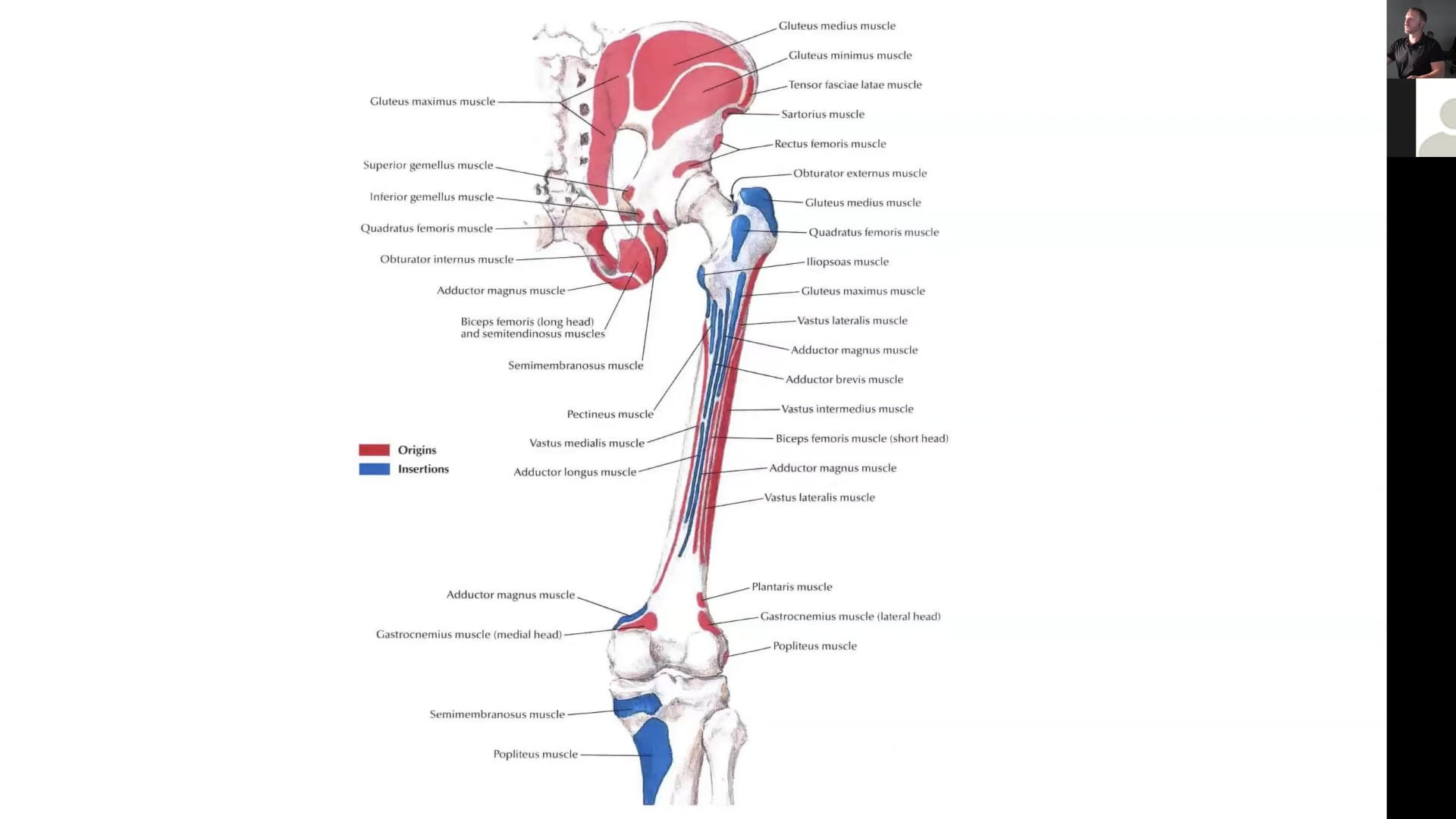 Anatomy Of the Knee Lecture Part 1