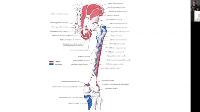Anatomy Of the Knee Lecture Part 1