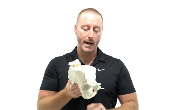 Biomechanics of the Pelvis