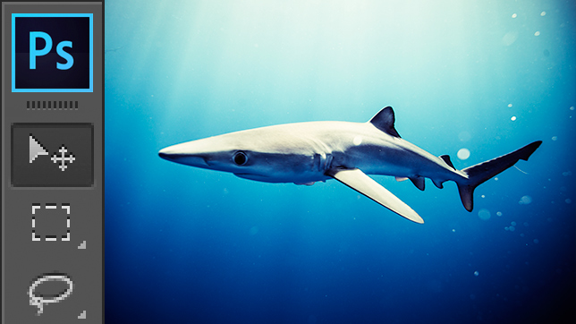 Processing: Shark Image