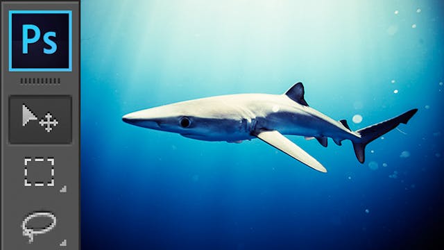 Processing: Shark Image