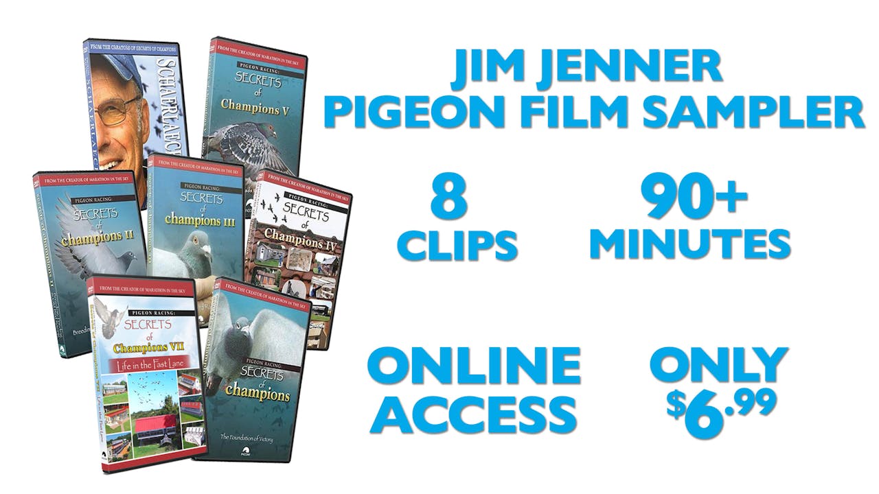 Pigeon Films Sampler
