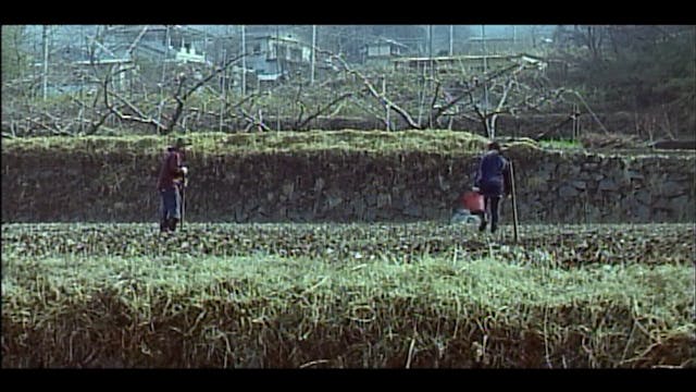 A Lonely Cow Weeps At Dawn Pink Eiga Tv