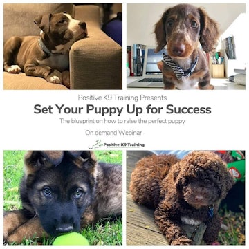 Set your puppy up for success