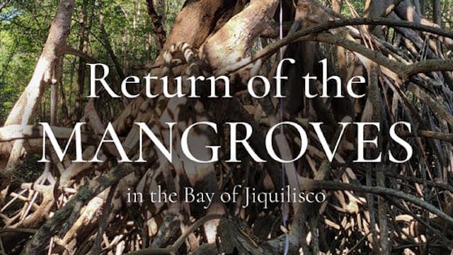 Return of the Mangroves