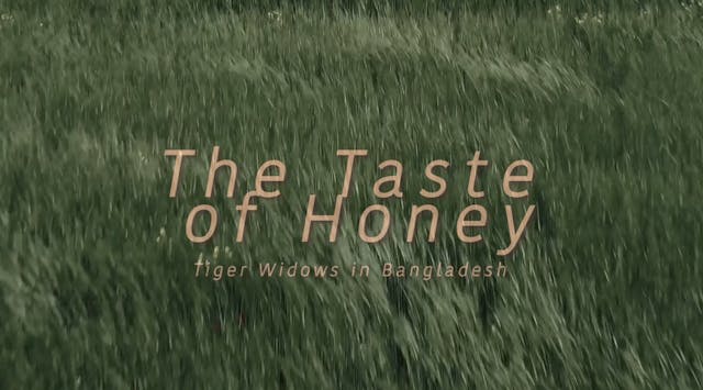 Taste of Honey