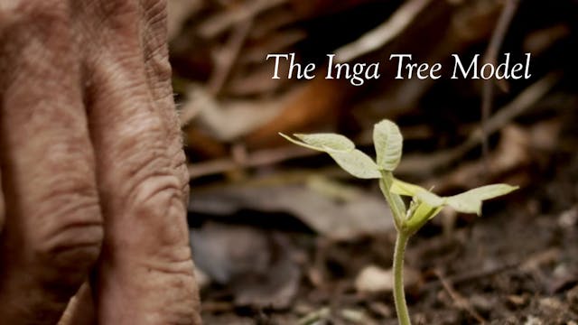 The Inga Tree Model