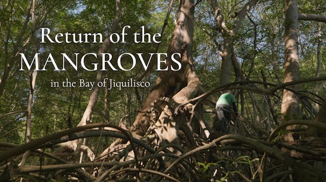 Return of the Mangroves