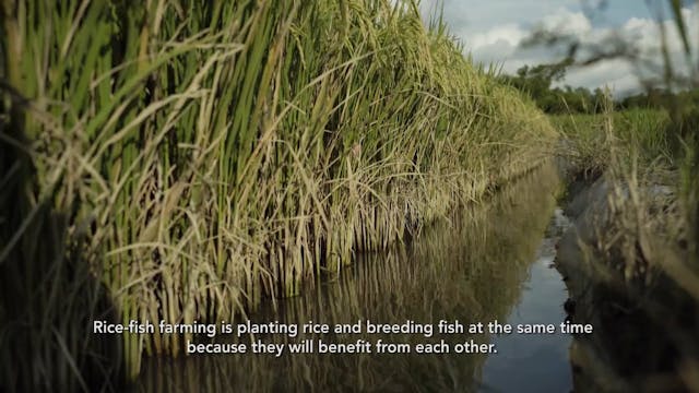 Indonesia Rice-Fish Farming