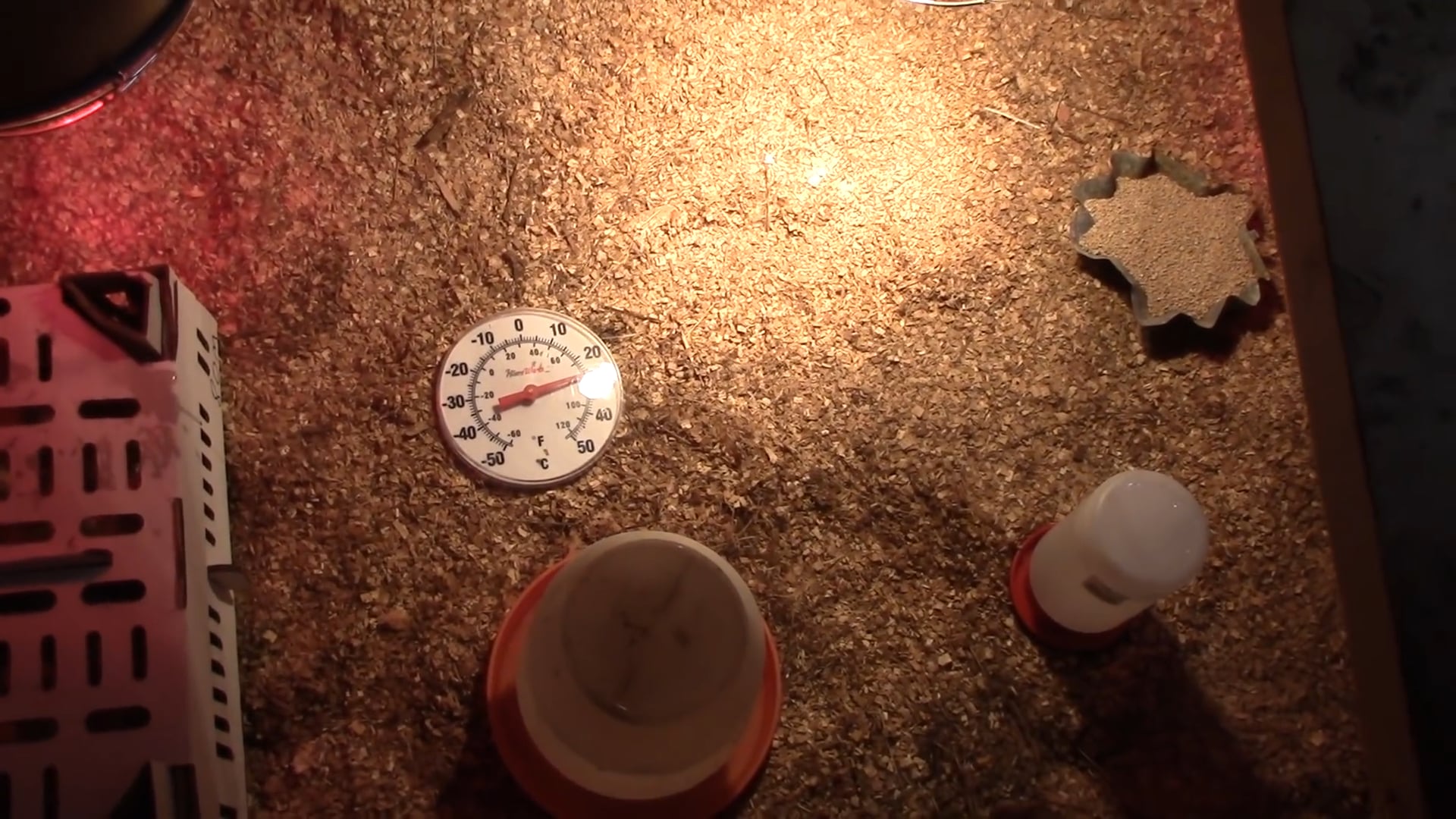 Raising Meat Chickens (Start To Finish )