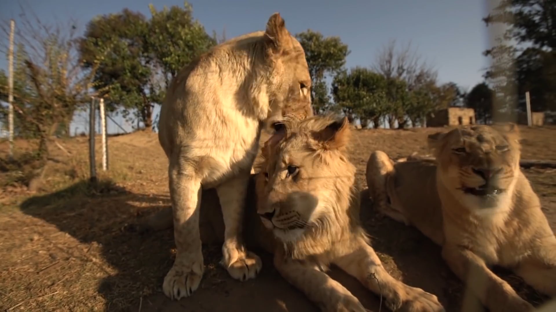 GG Lion Conservation, Harrismith, South Africa