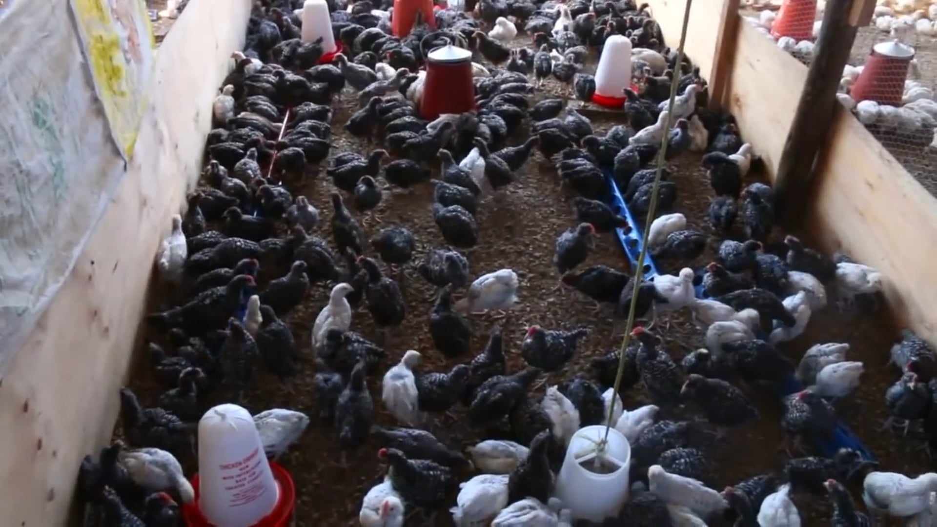 Nature Kuku Farm Documentary