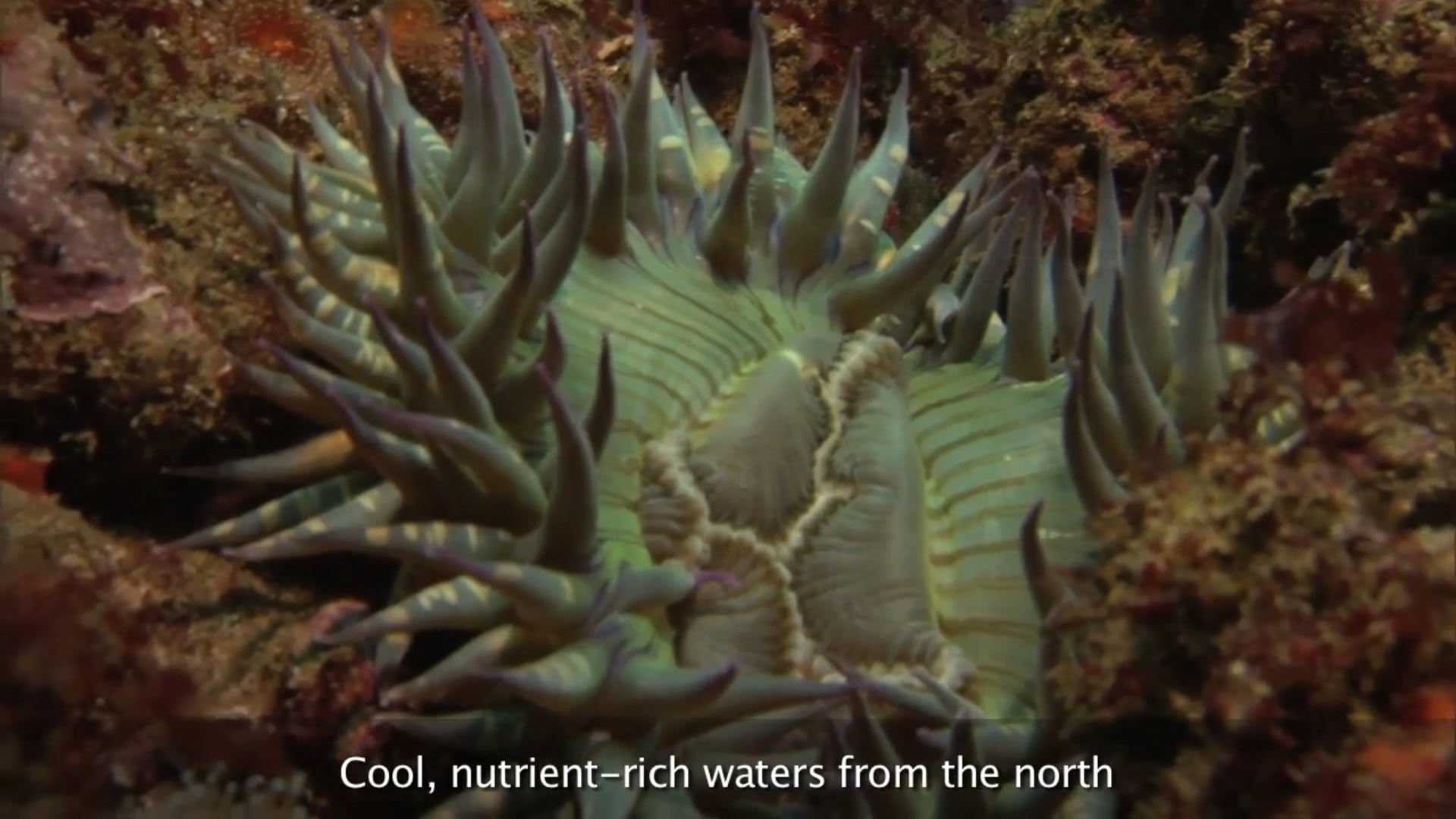 Protecting Marine Life