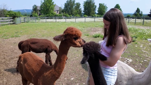 Pohopoco Creek Alpacas