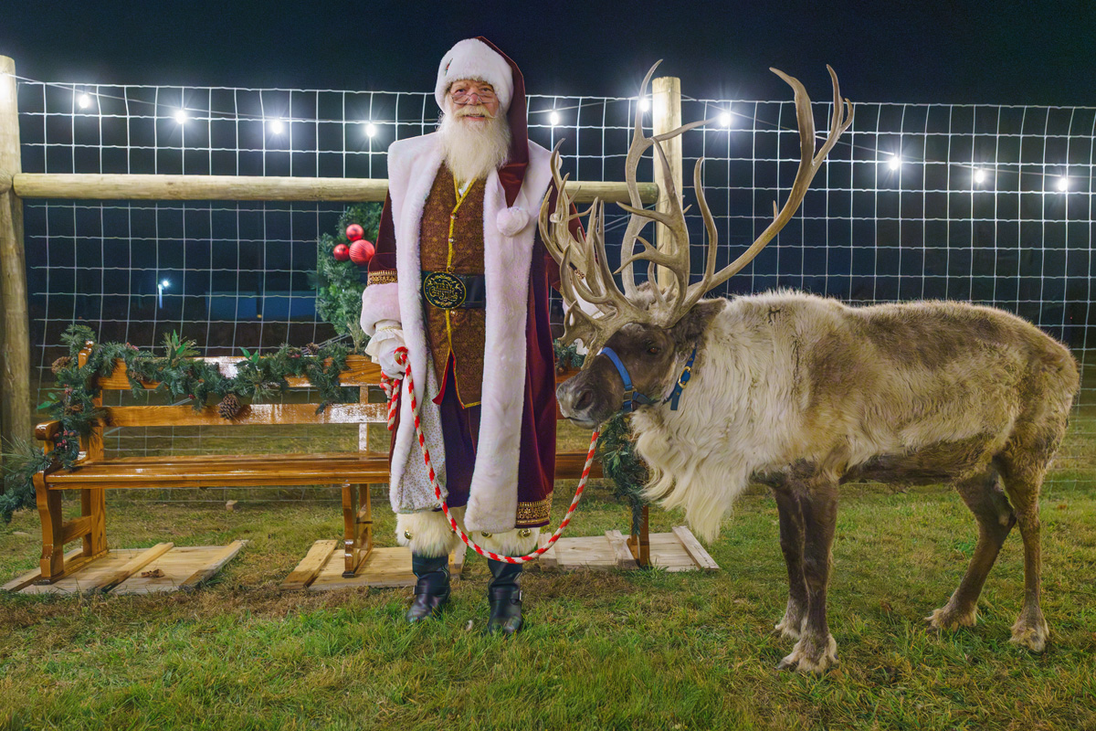 Spruce Ridge Reindeer