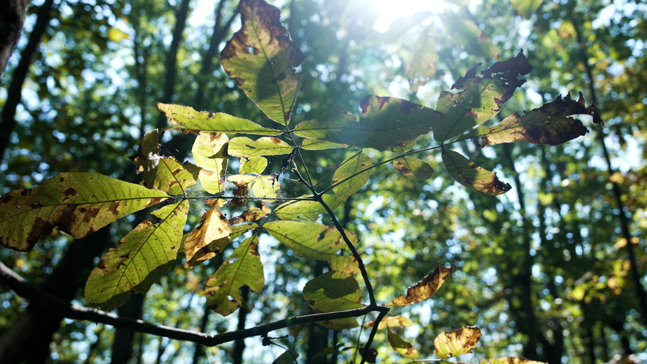 Pocono Environmental Education Center (PEEC)