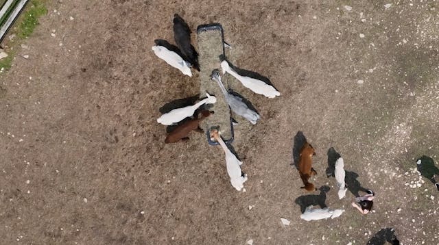 Pohopoco Creek Alpacas