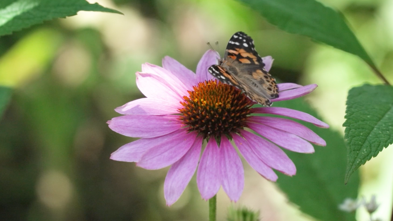 Skytop Butterfly House
