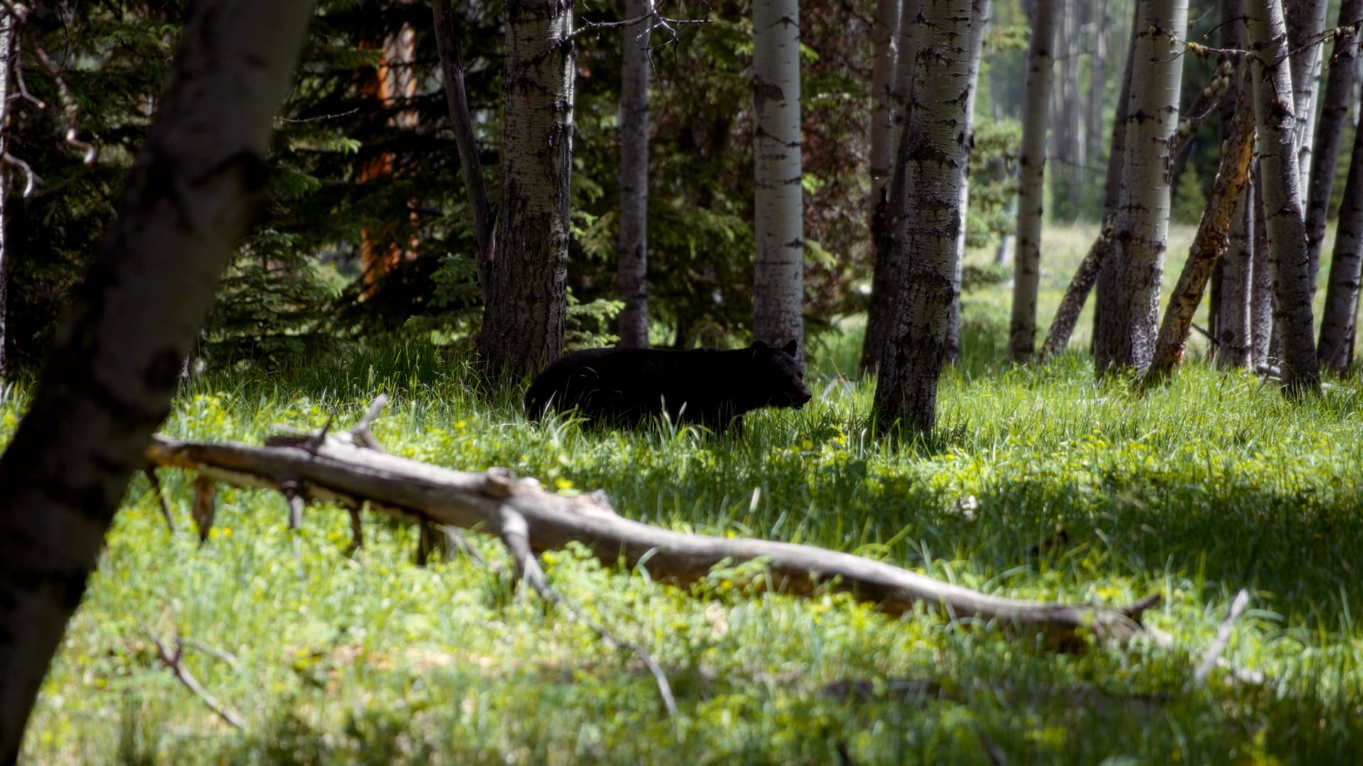 Dunklebergers Sports Outfitter