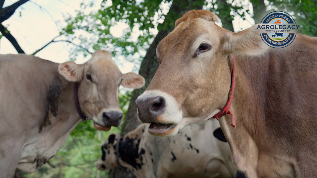 Ellday Farm | AgroLegacy Harvesting Heritage