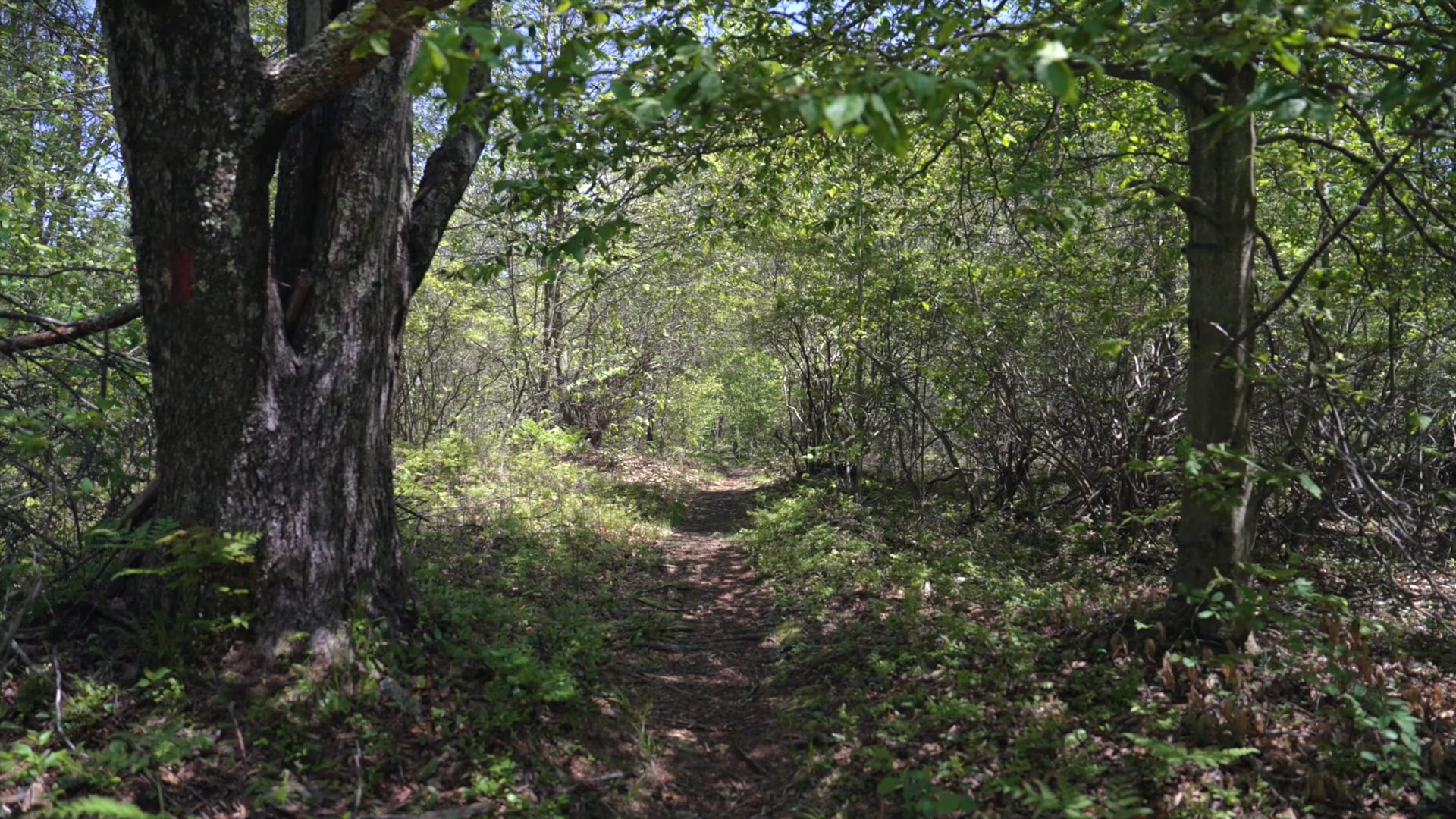 Gouldsboro State Park | State Parks in the Poconos