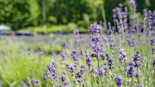 Paradise Lavender Farm 2025