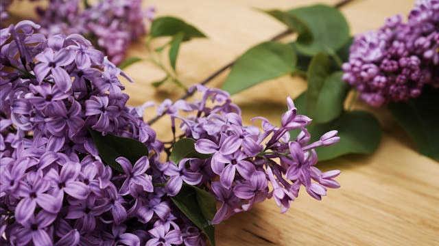Tutorial: Prepping Lilac