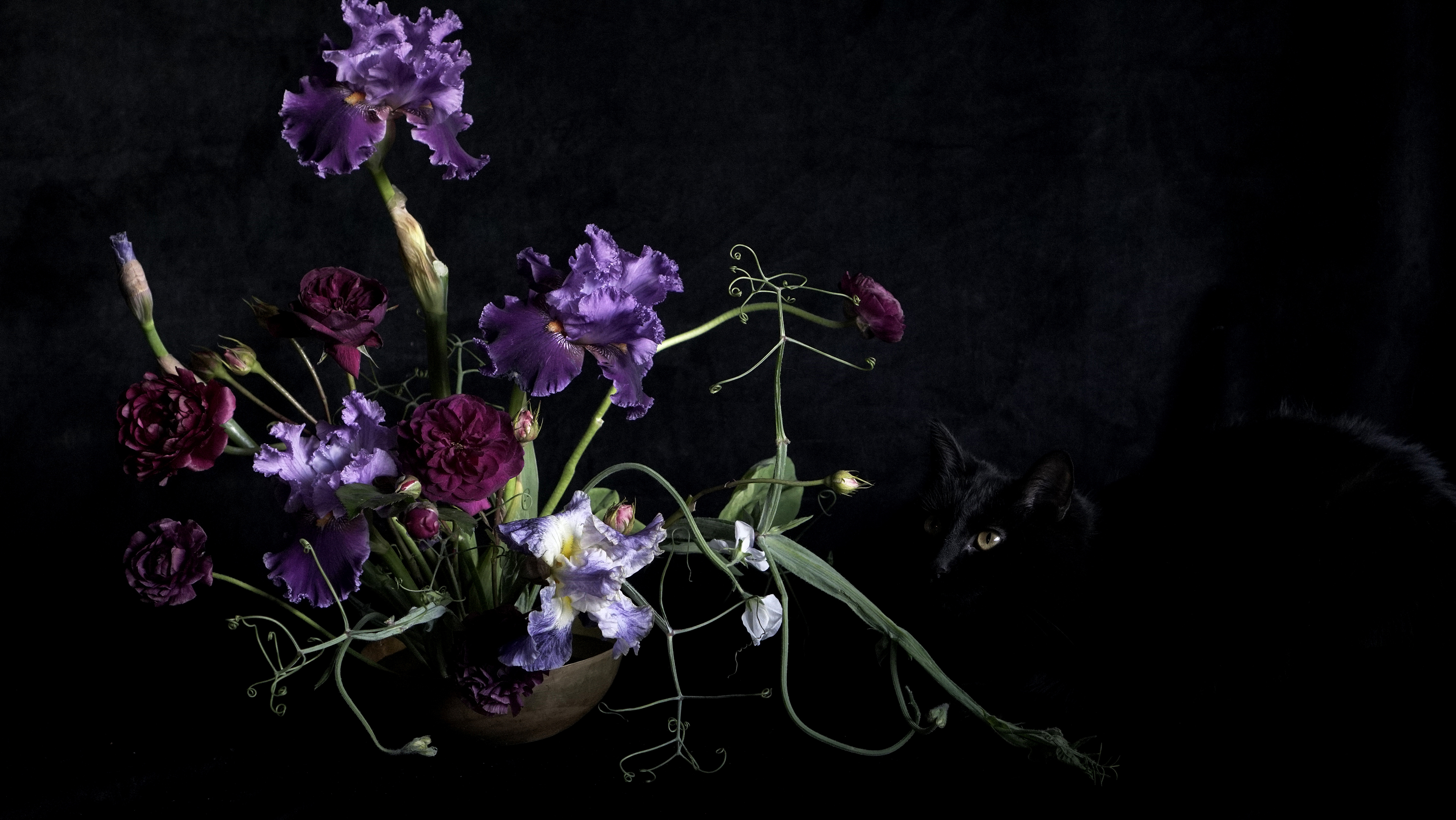 Meditation: The Minimalist Iris