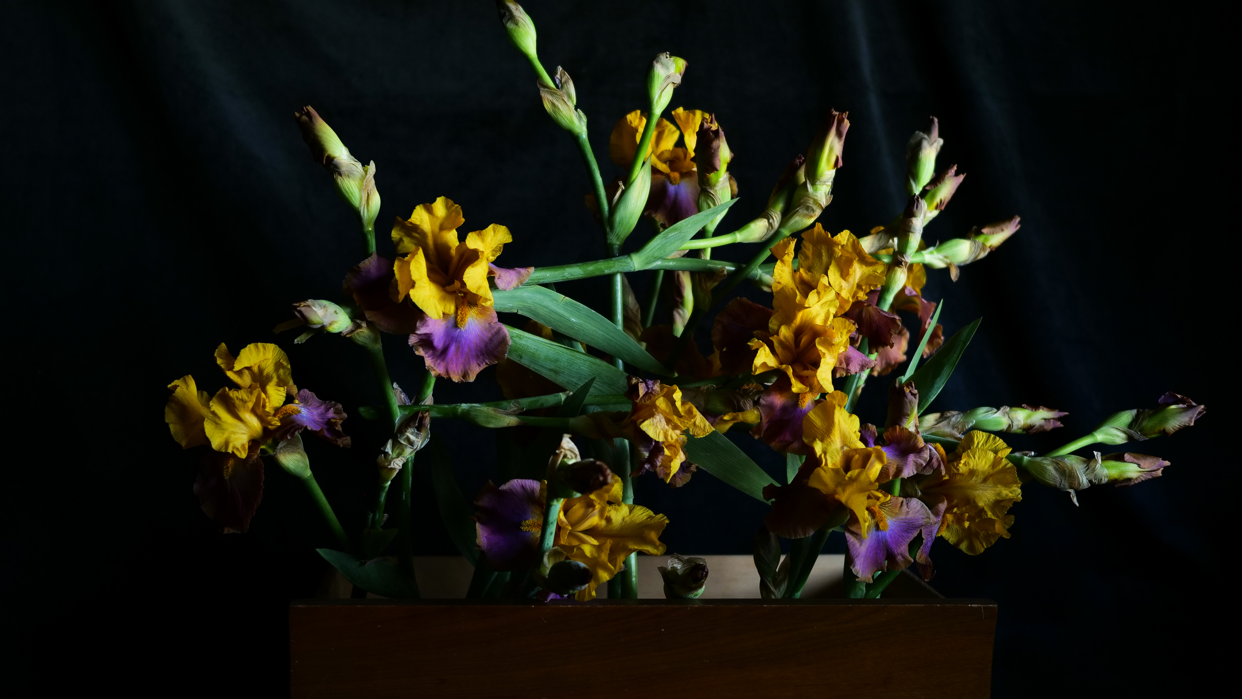 Meditation: Fugue (in Bearded Iris)