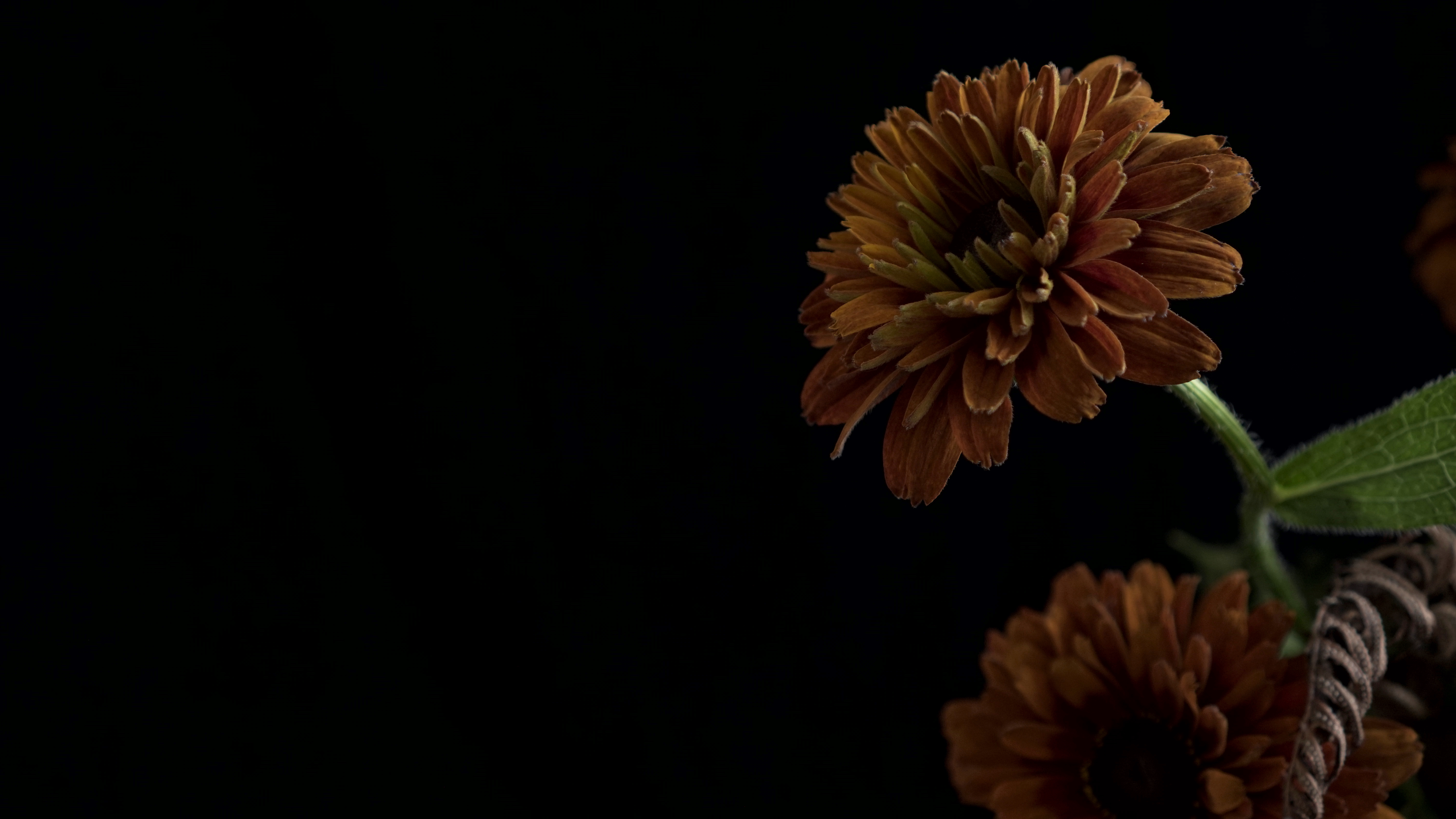 Meditation: Abundance