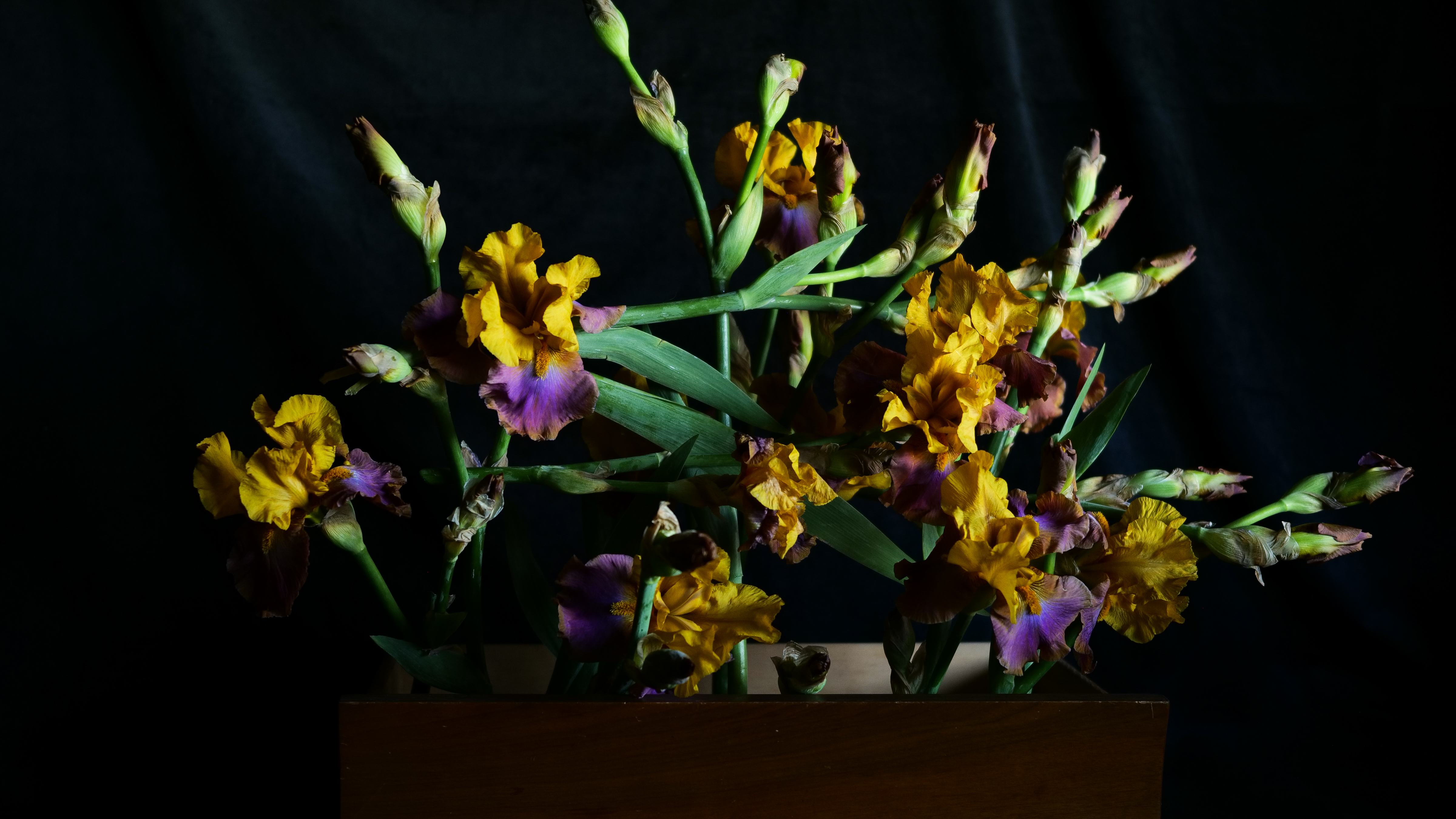 Meditation: Fugue (in Bearded Iris)