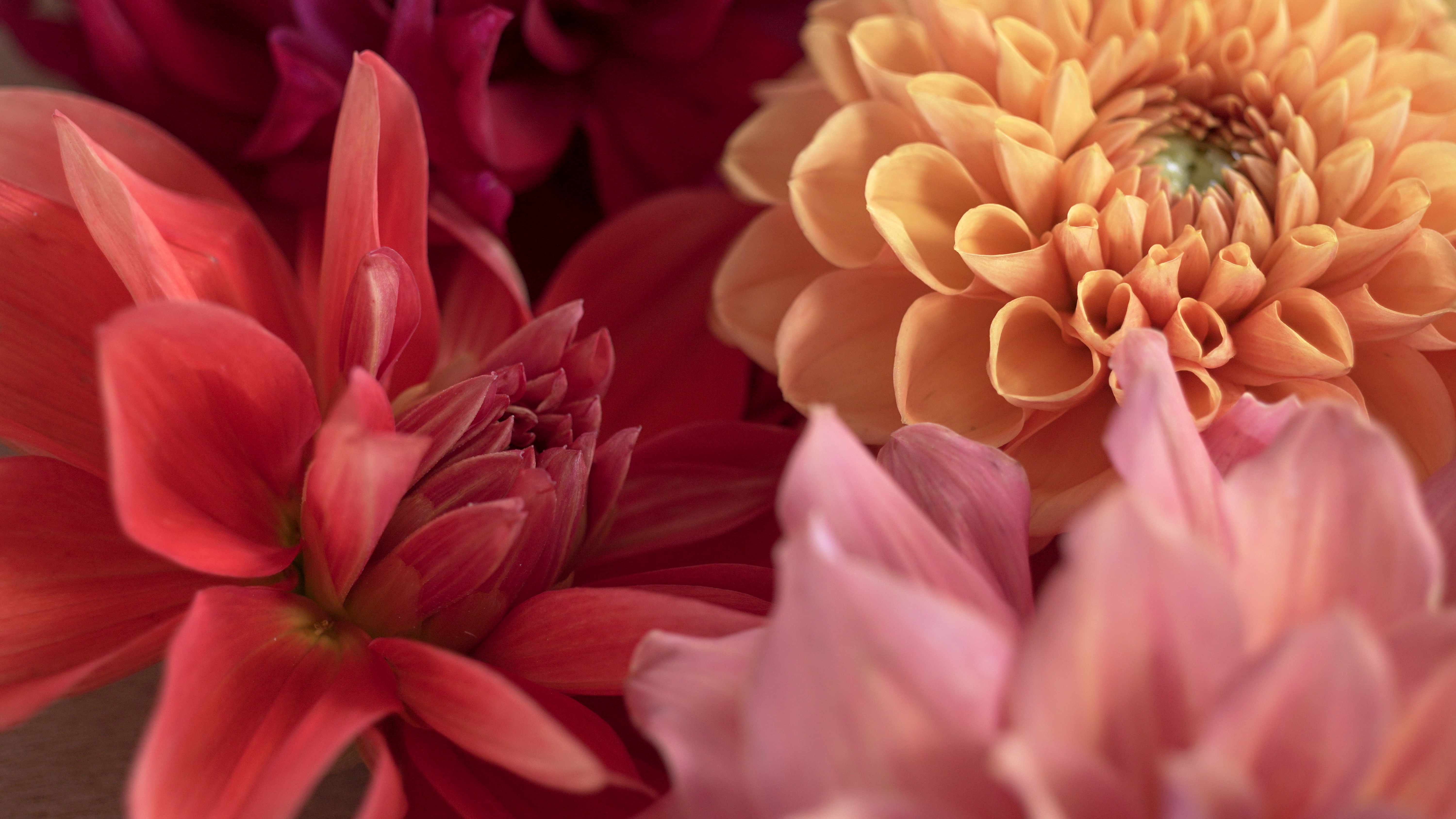 Tutorial: Dahlias