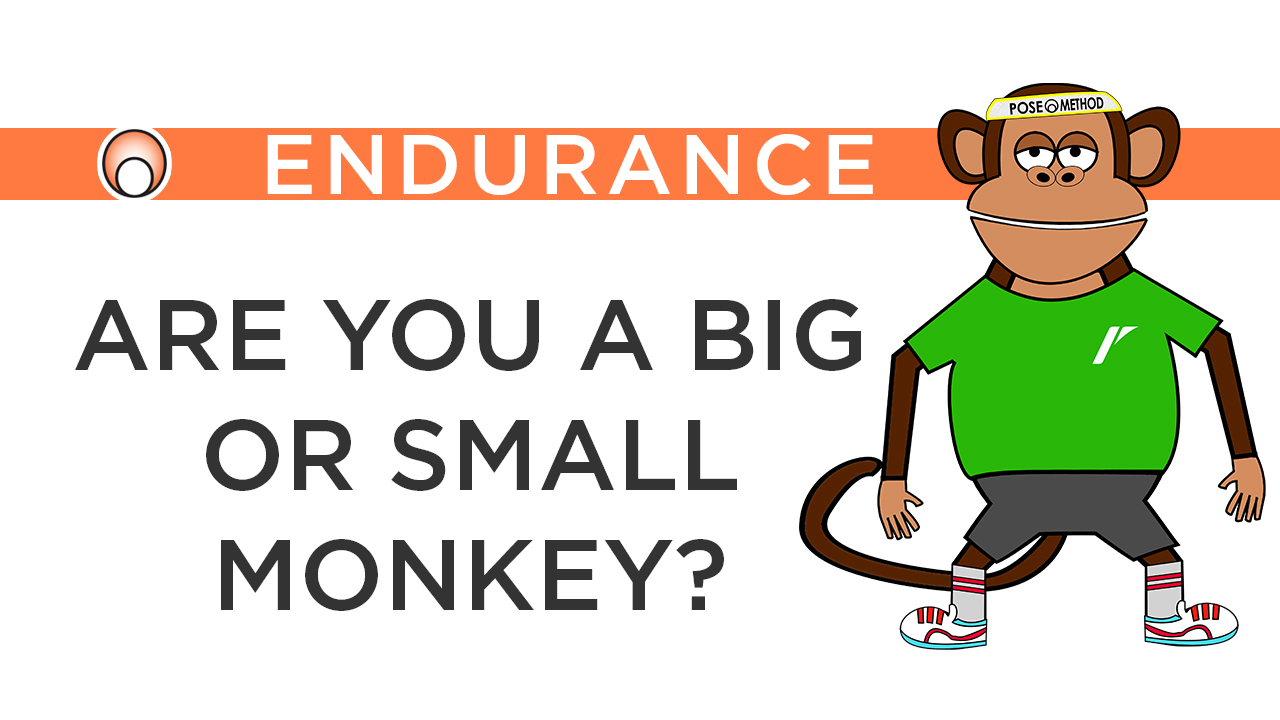 Are you a Big or Small Monkey?