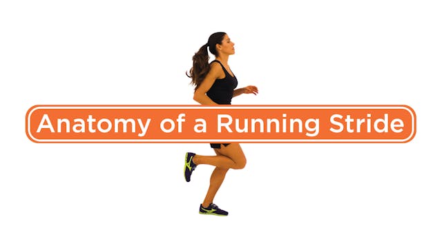 Anatomy of a Running Stride