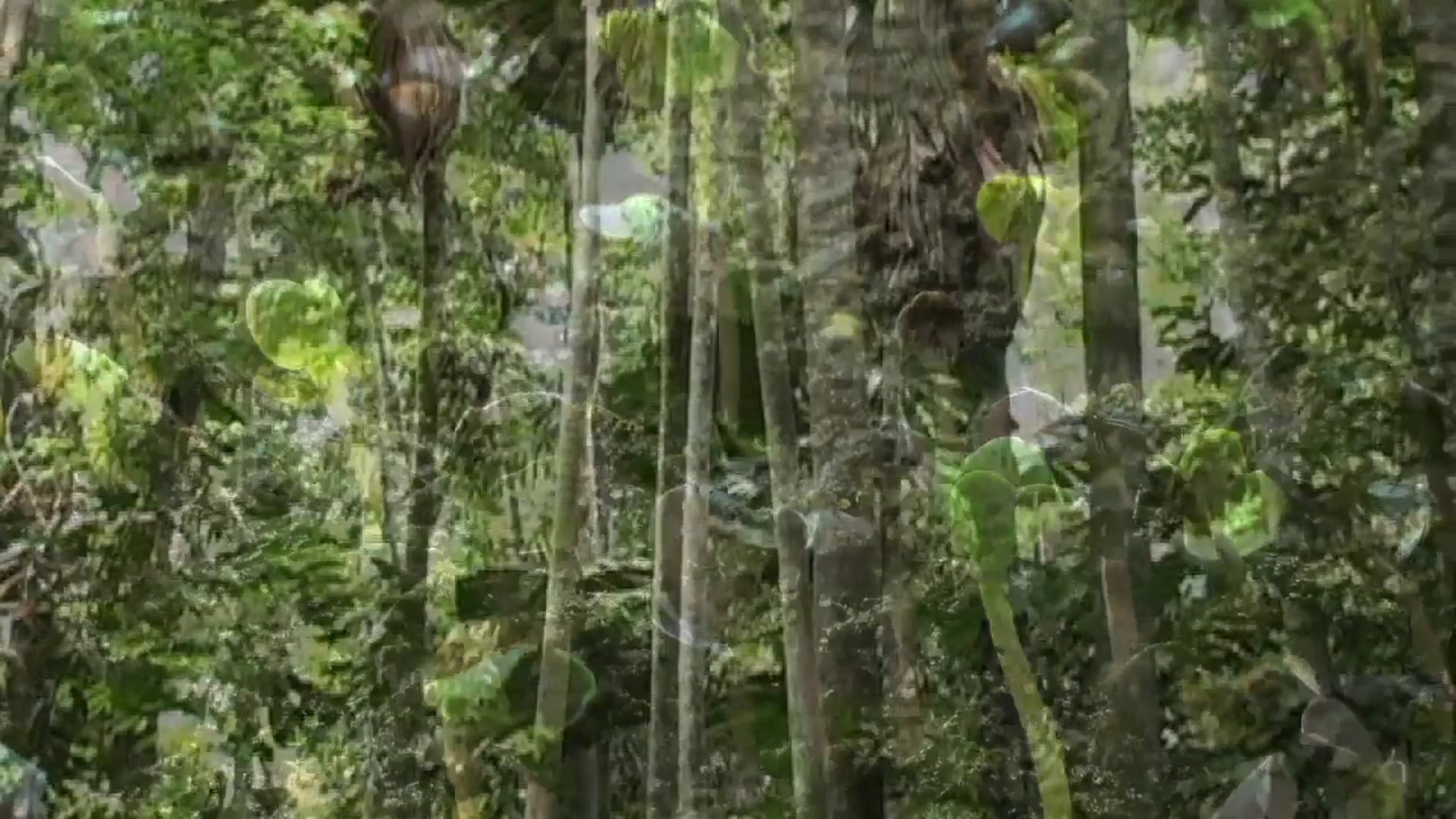 Science_Transpiración