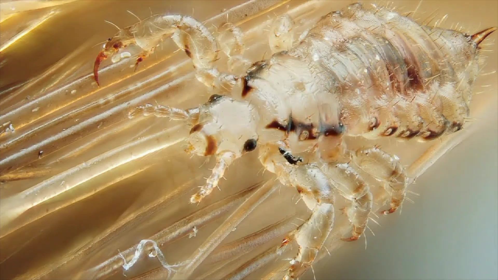 Science_Biological Vectors