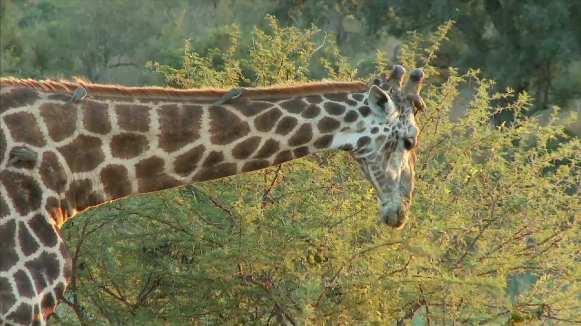 Science_Adaptation 2